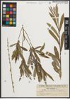 Foto von Salix purpurea L.